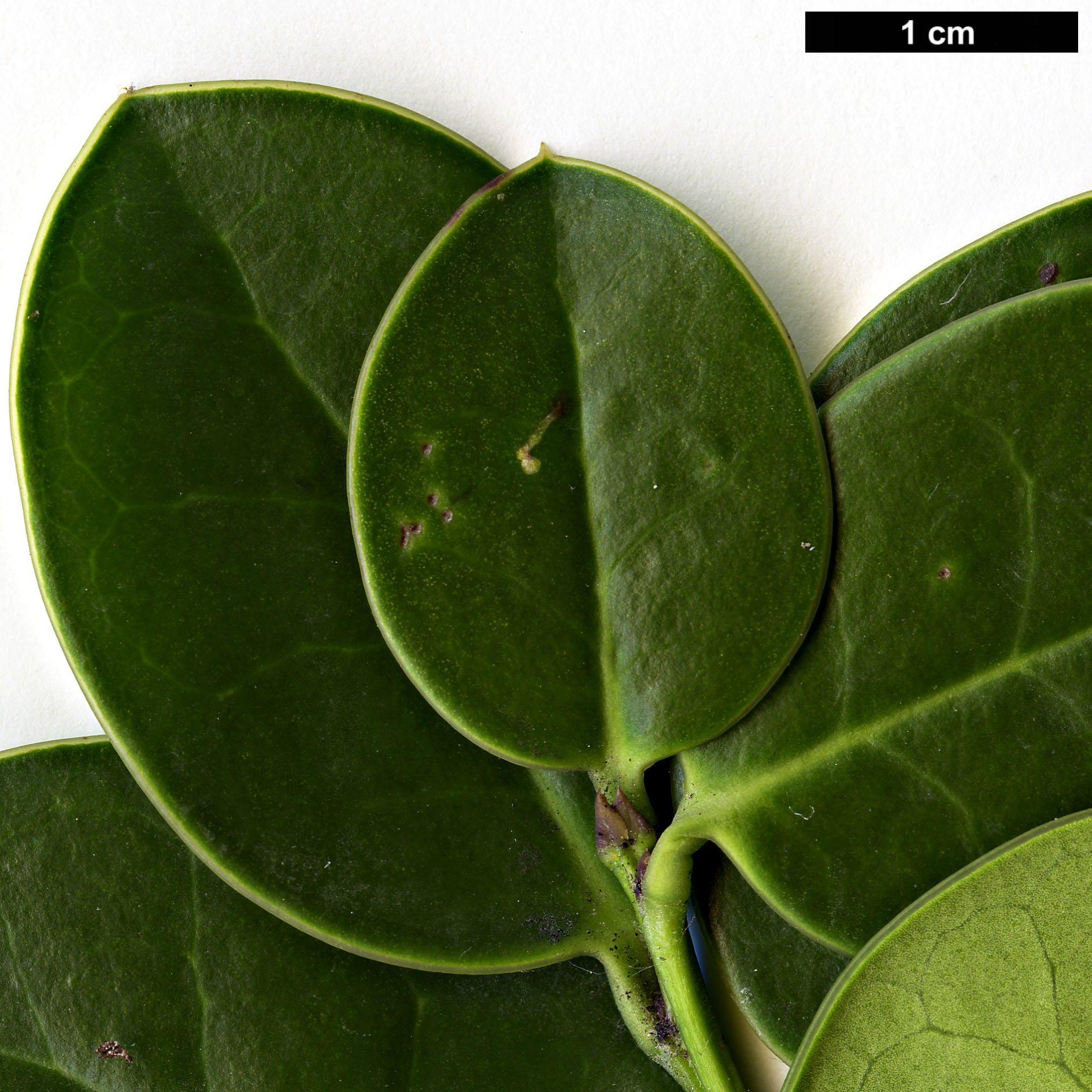 High resolution image: Family: Aquifoliaceae - Genus: Ilex - Taxon: perado - SpeciesSub: subsp. azorica